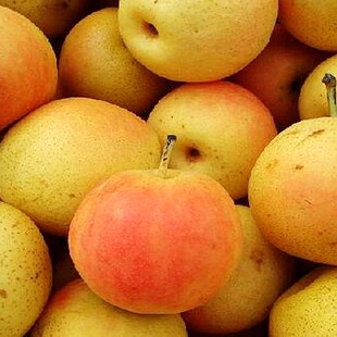 特产 鞍山特产 安国梨 南果梨 南国梨 皮薄汁多 2斤装/1.0kg 约8-12枚