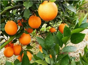 正宗江西赣南脐橙安远三百山新鲜水果孕妇小孩