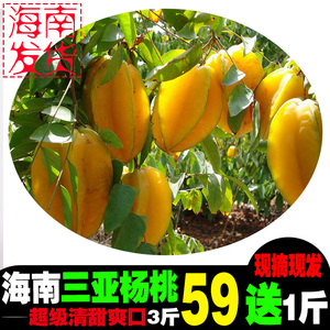 海南三亚杨桃新鲜水果五棱子果园现摘 3斤送一