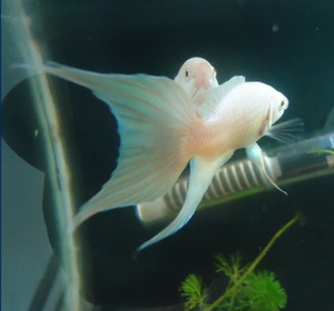 中国斗鱼 白火 白化蓝火焰斗鱼优惠价55.00元,