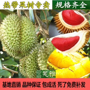 进口泰国金枕头榴莲 泰国金枕头榴莲 口榴莲树