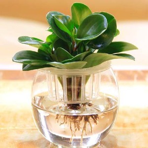 办公室桌面水养植物 净化空气去甲醛 室内盆栽