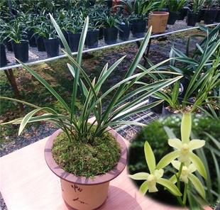 建兰 兰花 建兰 铁骨锦旗 四季兰 叶艺 盆栽 富山金荷