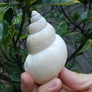 海螺 特价天然海螺贝壳 水族鱼缸造景装饰 白旋螺 卷贝鱼寄居蟹专用
