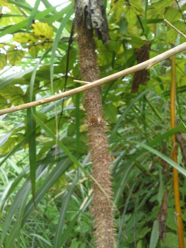 野生正宗红楤木根老虎刺红刺筒刺茎楤木根鸟不踏200克30元--*湿