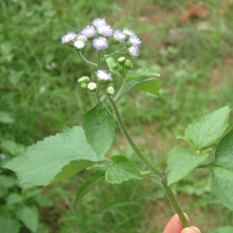 野生新鲜中草药材胜红蓟白花臭草咸虾花水丁药脓泡草霍香蓟500克