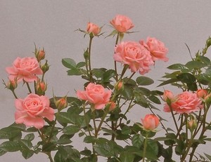 月季 三文鱼阳台 扦插苗 品种原因苗子较小优惠