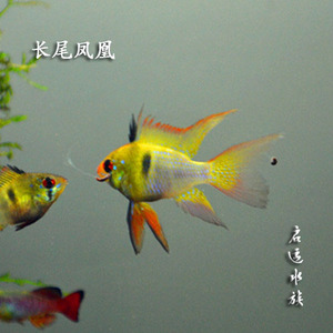 荷兰凤凰鱼 长尾凤凰鱼 热带鱼 观赏鱼活体 凤凰