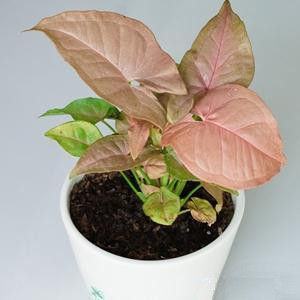 红粉佳人 霓虹合果芋