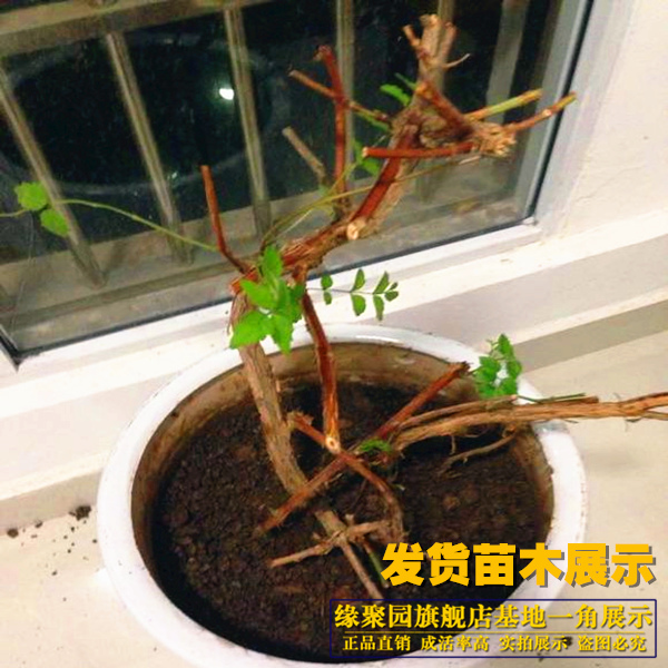 爬藤植物凌霄花苗 凌霄苗 中国美国凌霄花苗阳台绿植盆栽花卉产品展示图3