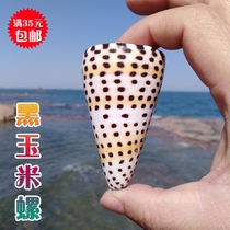 Natural sea snail shell black corn snail specimen snail fish tank decoration ground floor decoration Merchants Residence Decoration Pendulum