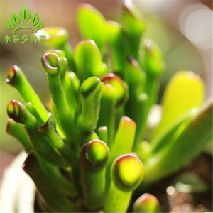 吸财树 招财聚财 吉祥如意多肉植物多头高6Cm