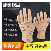Jing Luo Tong children massage specific acupoint model massage hand model Palm back hand finger human body model teaching