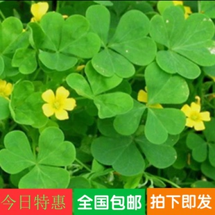 【特价】盆栽 幸运草种子 阳台观叶盆栽植物花草籽 白图片