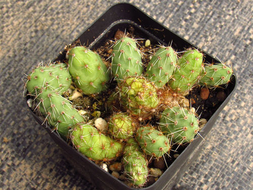 金玲团扇cumul opuntia sphaerica 7厘米 侧芽自根 仙人球_7折现价6元