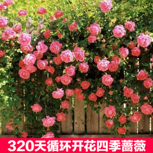 6年苗 多花蔷薇花苗 蔷薇苗 爬藤植物 盆栽玫瑰