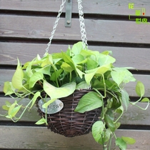  Wrought iron rattan woven hanging basket hanging basin hanging basin Green dill flower pot hanging hanging wall hanging succulent decorative balcony flowers