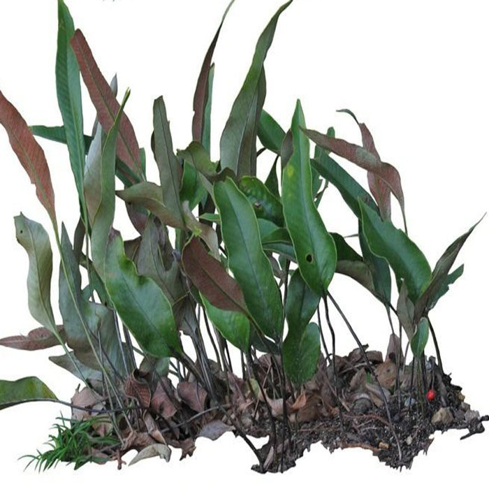 刀口药 野生石苇 特产中药材 石皮 石兰 肺心草 田