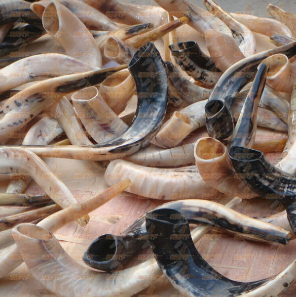 羊角号,rams horn shofar 全抛xl号 基督犹太教宗教用品