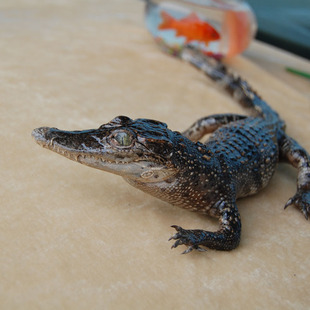 工艺品 个性礼品 摆件摆饰 动物标本工艺品 真鳄鱼皮标本 汽车装饰品