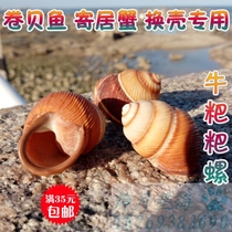 Natural sea snail shell grass cap worm roll befish host crab shell fish tank Aquarium Creative view Decorative Pendulum