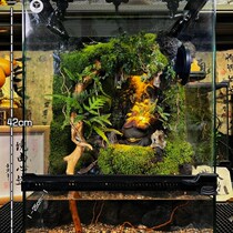 Finished moss rainforest tank tropical plant natural humidifier fully automatic spray atomization landscape ecological tank