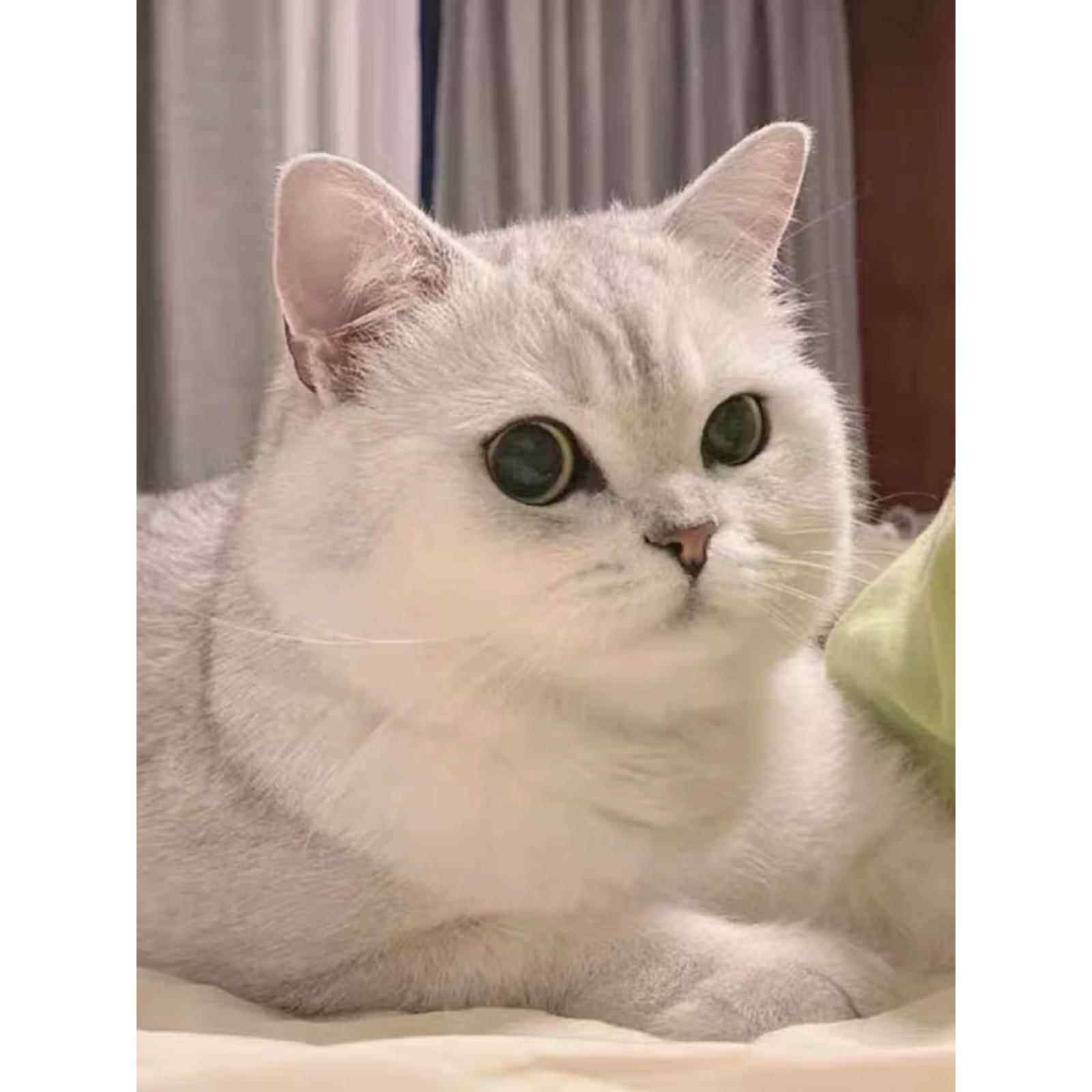 银渐层幼猫活体宠物猫英国短毛猫银渐层英短银渐层银渐层猫咪定金