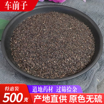 Chinese herbal materia Medica Plantain 500g grams Plantain seed Plantain powder tea sold separately without wild plantain