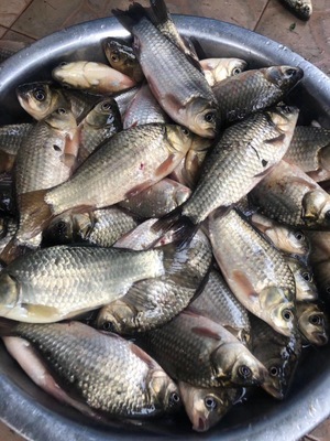 分析真实揭秘红狼鱼竿怎么样,质量到底如何?靠不靠谱?