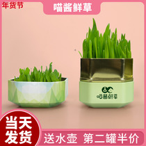 Meow sauce fresh grass cat grass slices seed hydroponic ready-to-eat catnip hair bulb nutrition seed planting box cat supplies