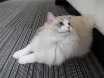 (Cat House)Unexpected Society Unexpected Society Mobile Phone Girl x Blue Route Love Dangyu Mobile Phone Support