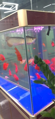 真实使用感受给家里添个德克鱼缸水族箱怎么样,上档次吗,显得有品味吗