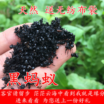 Black ants dry raw material for black polygill ants fresh acid foot dry goods New stock Black ants Chinese herbal medicine Bubble stock
