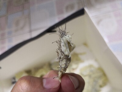 以前刮毛会粗又黑点不舒服。再买这个，摸得好滑～好棒～好舒服～好爽～