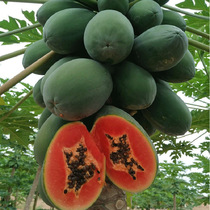 Guangdong Thunder State Ice Sugar Red Heart Milk Papaya Green Peel Fresh Now Off Tree Cooked Fruit Net Weight 5 Catty