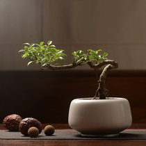 Fragrants potted plants potted fragrant wood emerald leaf pomegranate wine bottle orchid June snow Pepper Wood old pile green plant pot