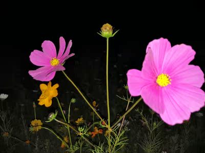 讨论解说荣耀V10和10GT手机那个好，评测细节对比，真相大曝光！