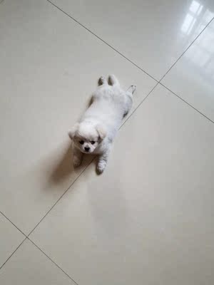 真实使用感受珍宝狗粮怎么样,好不好?哪个系列好,是不是天然粮?