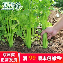 Net fresh garden farmers self-growing celery leafy vegetables vegetables fresh city distribution 500g