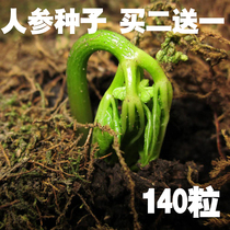 2021 Changbaishan Ginseng seeds Ginseng seedlings planting Potted bonsai seeds Wild fresh ginseng Indoor planting
