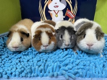 Color American Teddy Guinea pig Guinea Pig Dutch Pig DDMM
