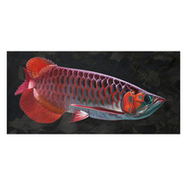 Su Zhengfeng Dragon Fish Series realistic boutique hand-painted oil painting