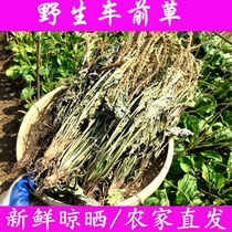 Plantain Hay Dry Goods 500g Wild Car Front Vegetable Dry Pint 12 2 dried tea Chinese herbal tea Chinese herbal medicine Whole Bare Shipping