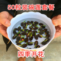 Seasonal sowing 50 seeds Bowl lotus seeds Opened hydroponic plants Water lily Lotus seeds Potted green plant flowers