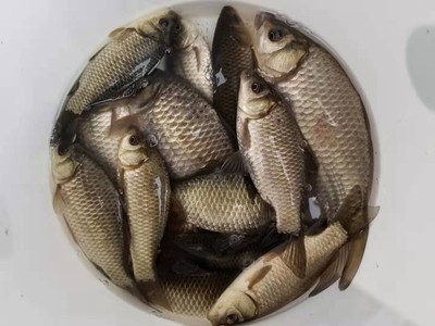 火爆的大家用化氏一味EX鱼竿怎么样，好不好用？质量靠得住吗？