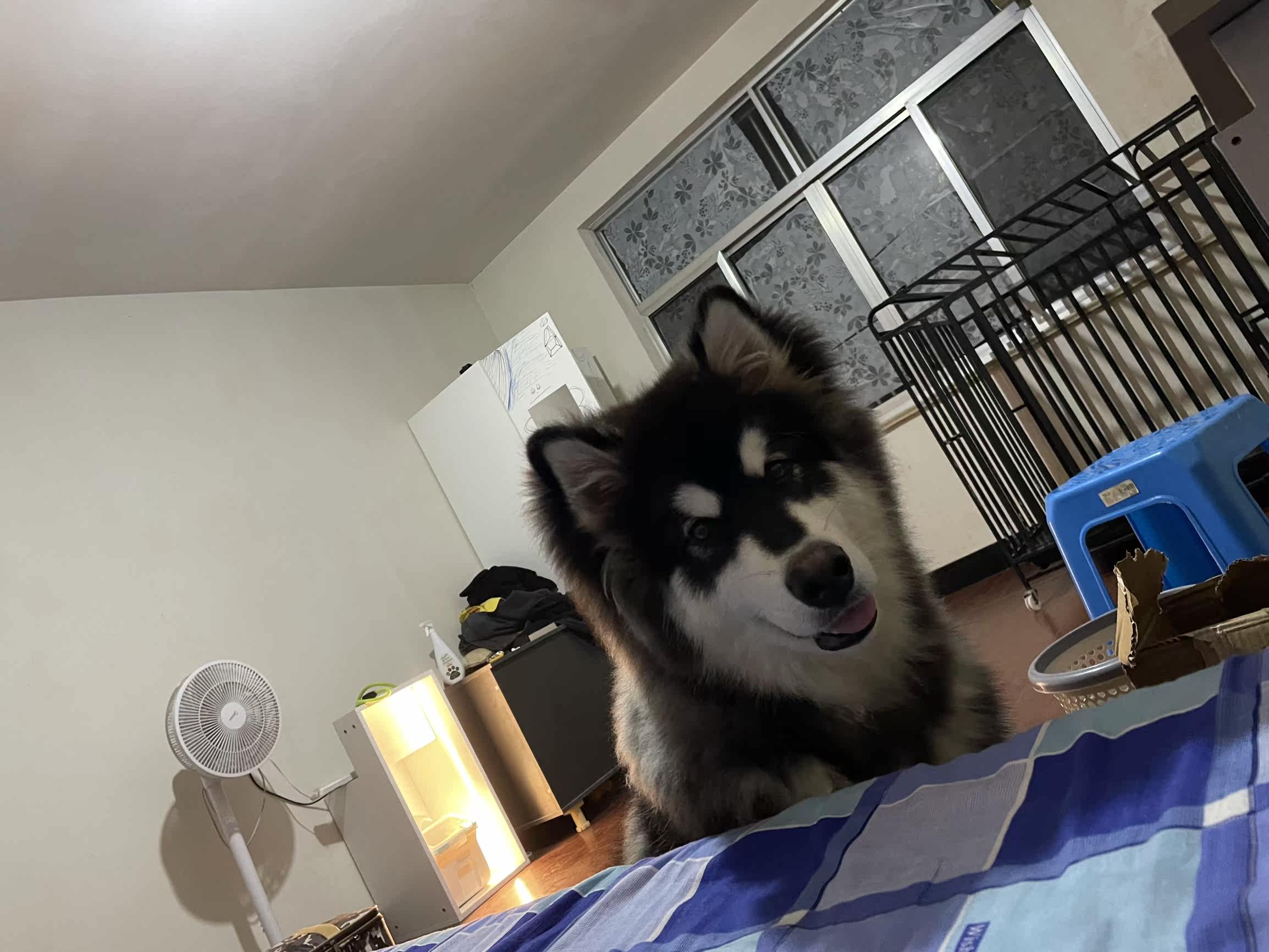 凯锐思狗零食怎么样评价好不好呢?真相评测分析曝光