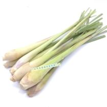 Citronella Lemongrass Lemongrass Fresh Spice Dongyingong Soup Thai Raw 500g