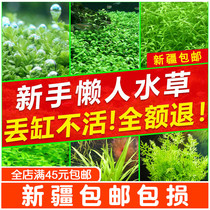 Fish tank aquatic plants lazy people live water banyan sunken wood moss real grass negative centipede grass oxygenation novice grass tank landscaping