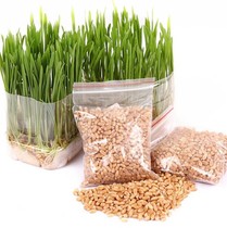 Organic cat grass seed cat grass seed wheat species 200 grain * 5 packaging about 1000 grain