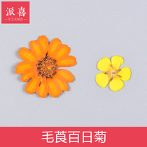 Pie Heineum Chrysanthemum Flowers CRYSTAL DROP GLUE DRY FLOWERS YELLOW SMALL FLOWER MERITOCRATIC FLOWER DIY ORNAMENT FLOWERS